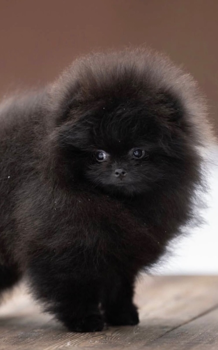 Spitz Poméranian