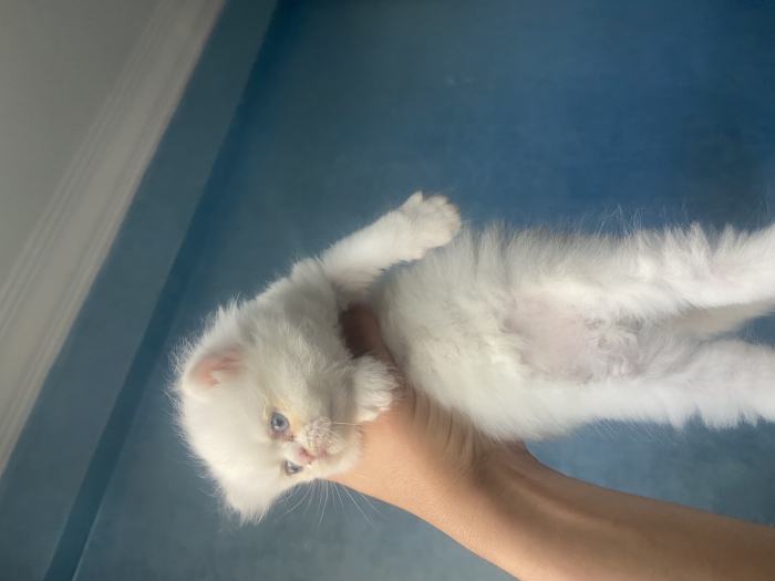 Chatons persans
