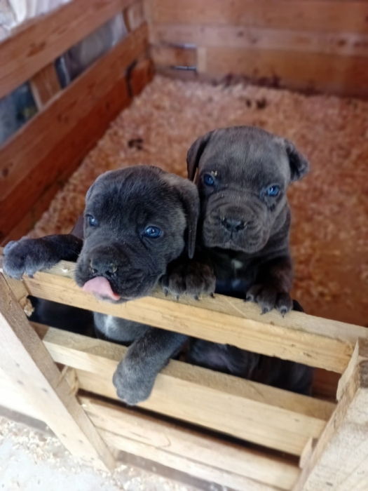 Super chiots cane corso race pure