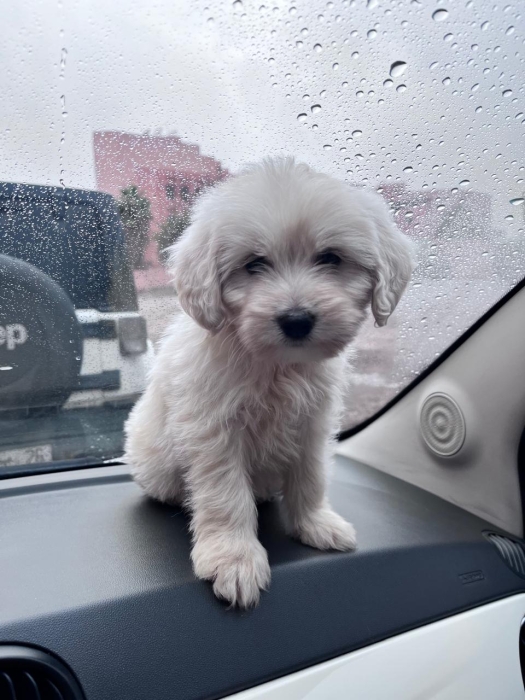 Bichon maltais nain