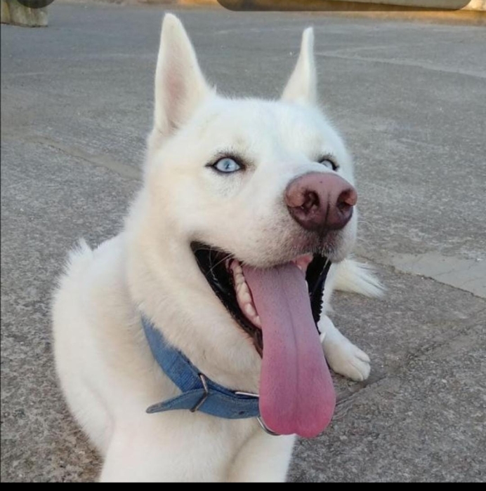 Husky