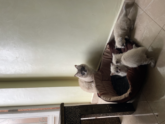 Chatons ragdoll
