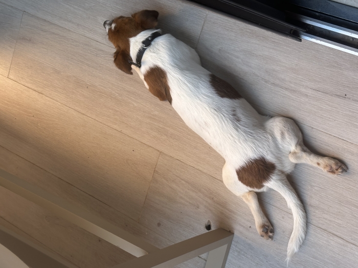 Chien jack russell