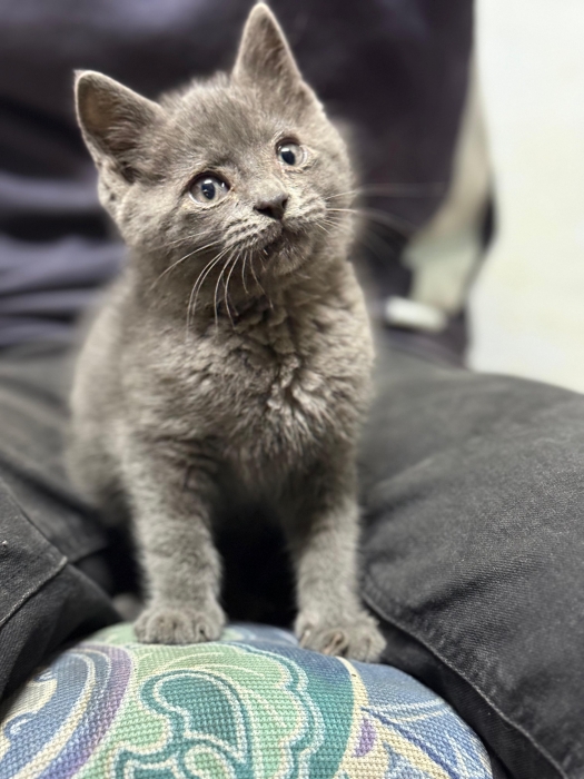 British shorthair