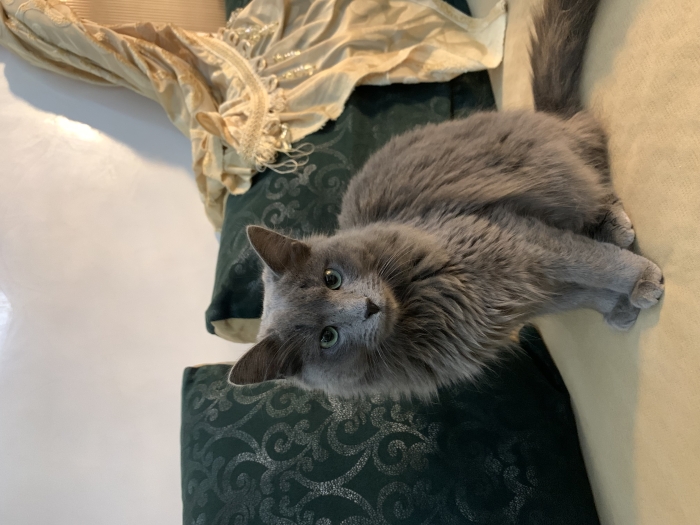 Chatte nebelung