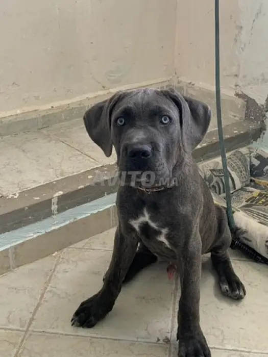 Un chien cane corso a vendre avec son cage aussi