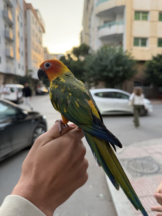 Conure soleil