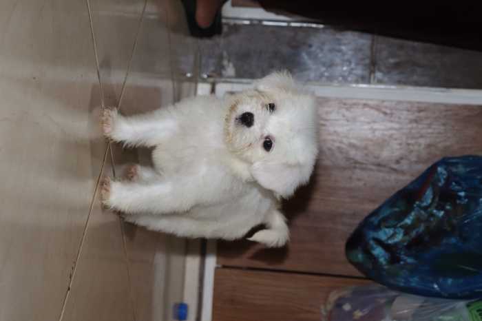 Bichon maltais