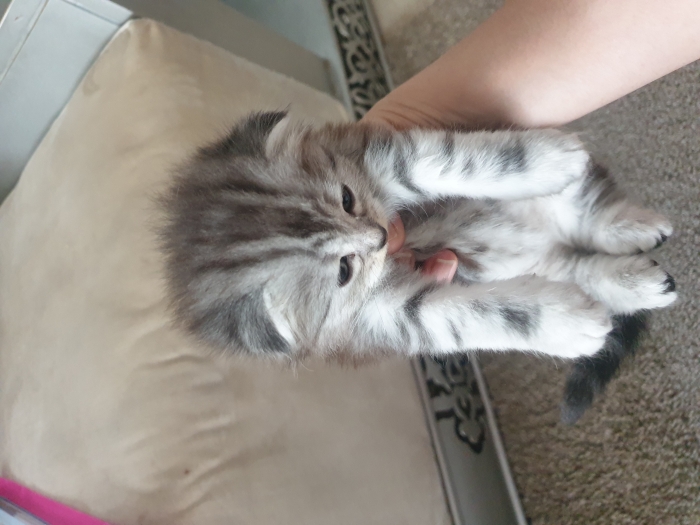 scottish fold