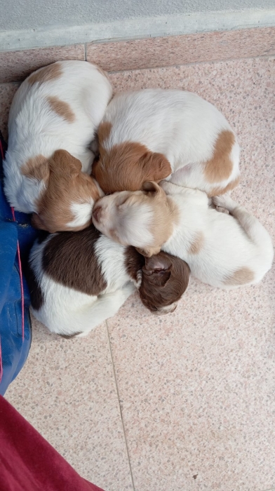 Chien