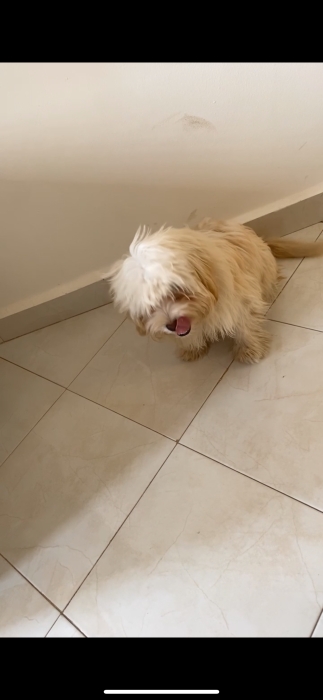 Bichon maltais