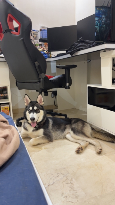 Chiot husky mâle 6 mois et demi