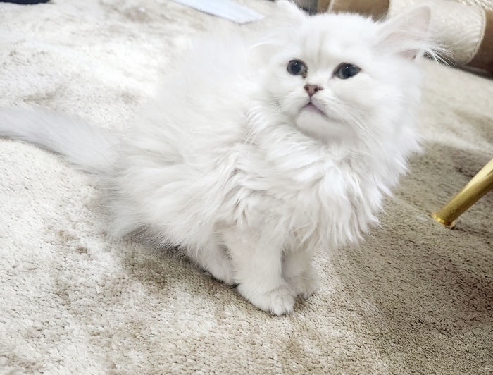 Chatons Highland/ Scottish pure race