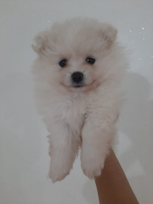 Spitz