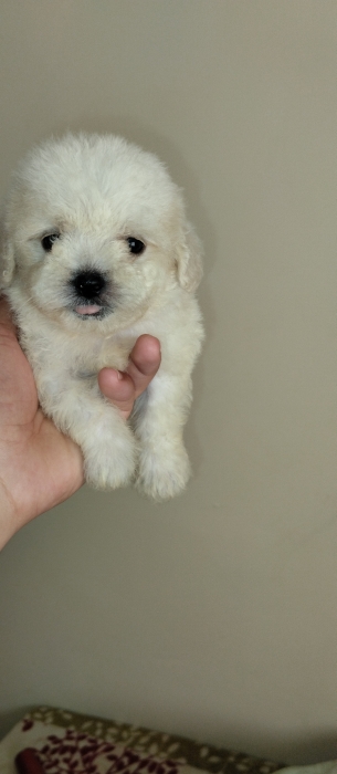 Bichon maltais