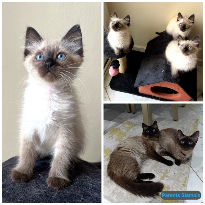 Chat siamois - قط سياموا - chaton chatons siamoises