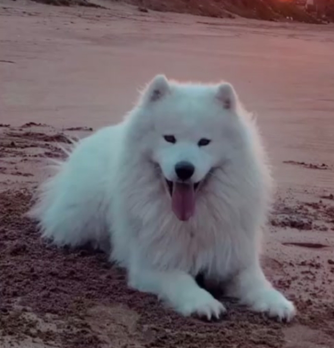 Chiots samoyede
