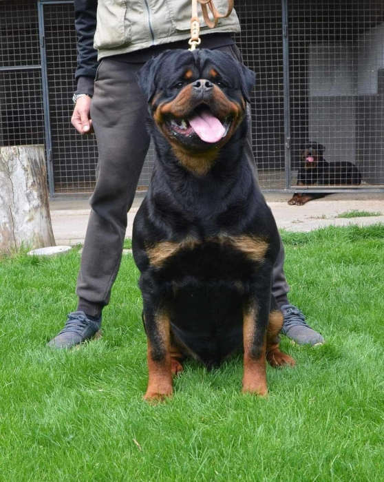 chiots rottweiler pedigree