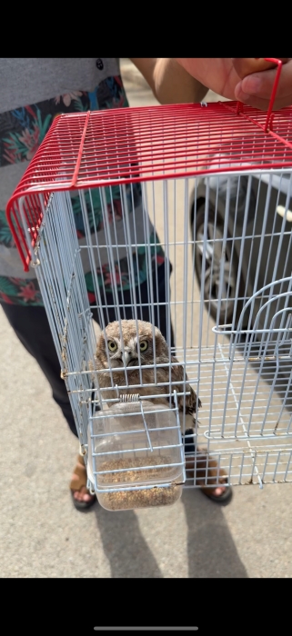 Hibou