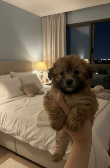 Bichon havanais
