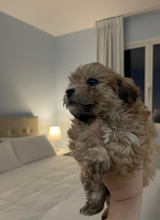Bichon havanais