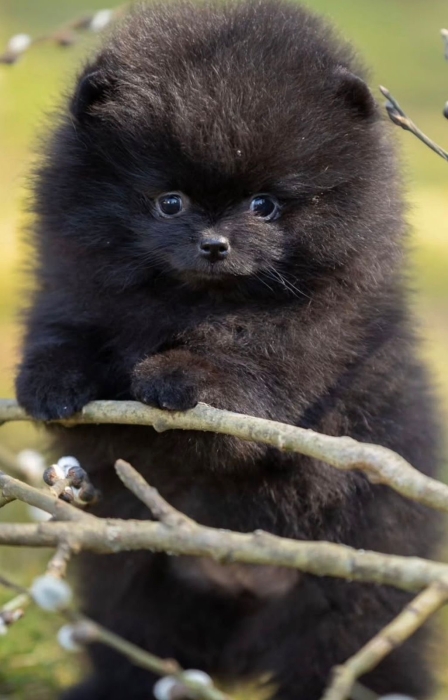 Spitz Poméranian