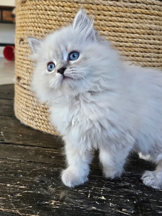 Sibérien chaton