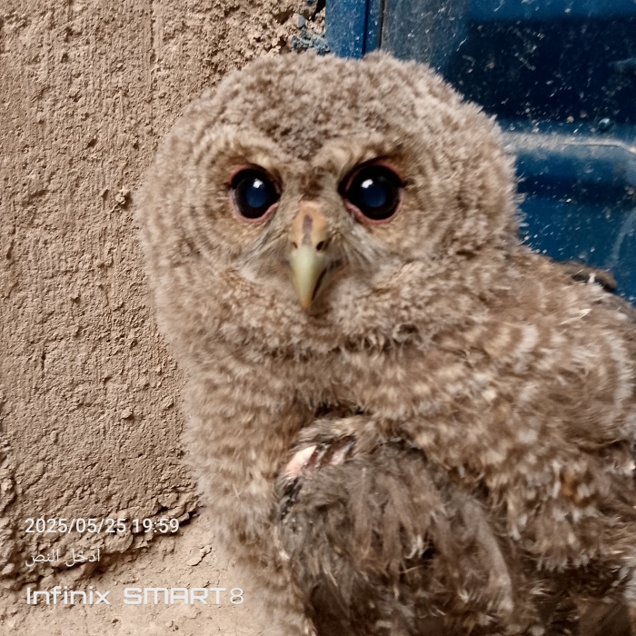 Hibou بومة