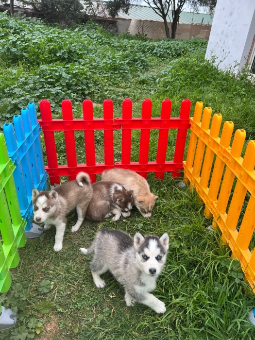 Husky sibérien ❄