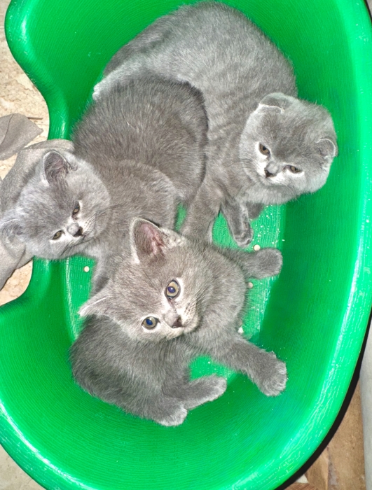 Scottish Fold ,  British Longhair ,British Shorthair
