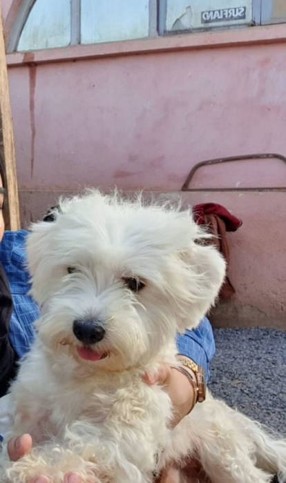 Bichon maltais