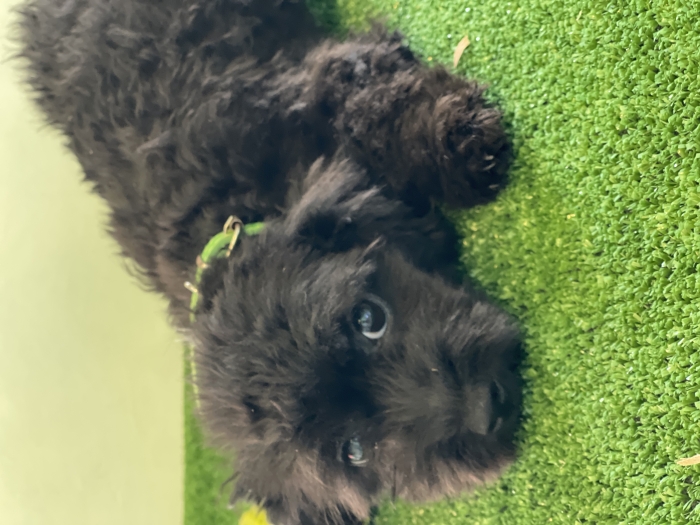 Bichon havanais