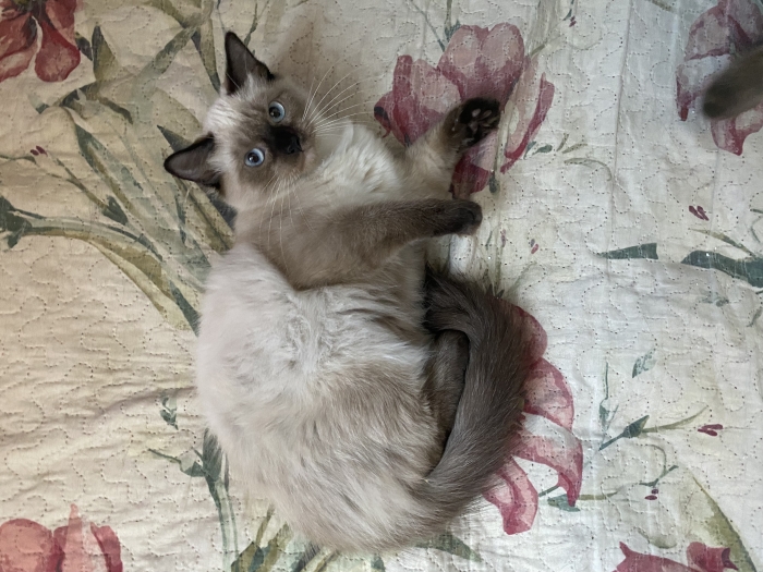 Chat balinais dispo