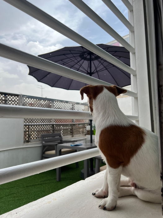 Jack Russell 🐾