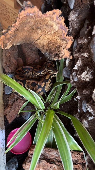 ball python