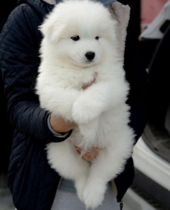 Chiots samoyède
