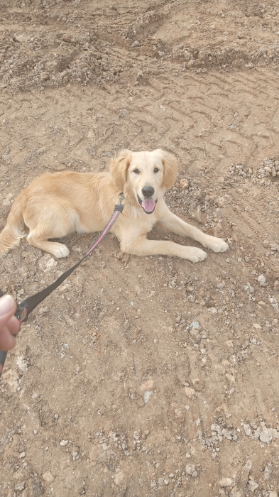 golden retriever