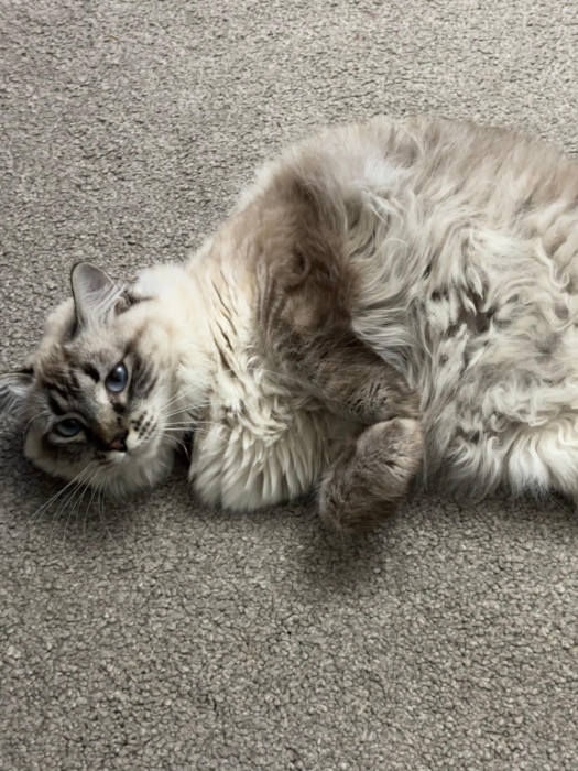 Chat
