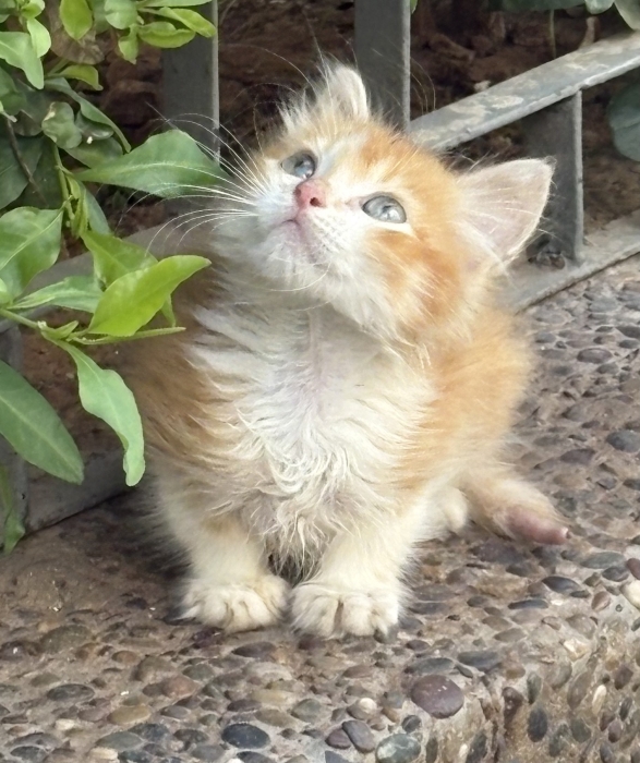 Adoption