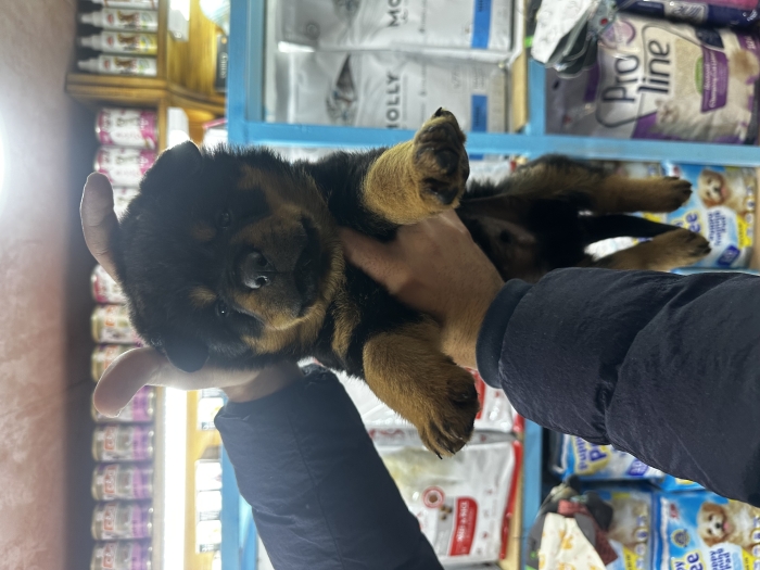Rottweiler