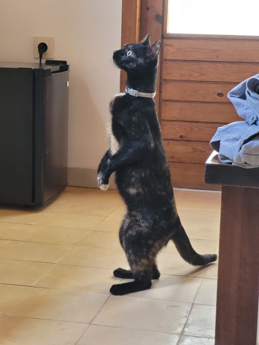 Chat (Hinata) en adoption [ 0 dhs ]