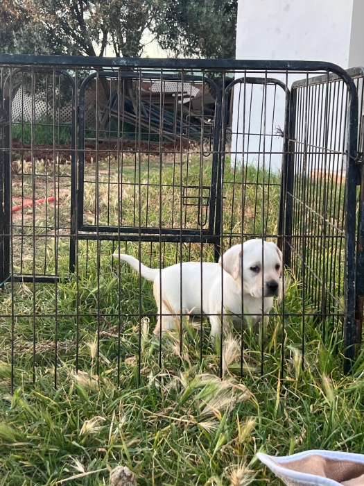 Labrador ✨