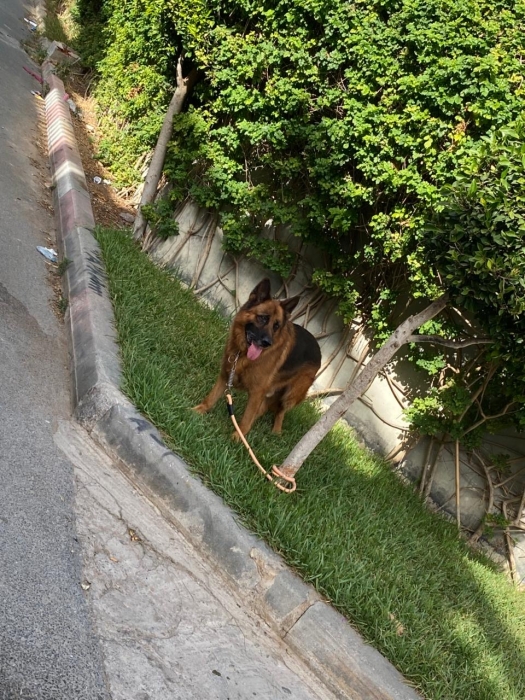 Male berger allemand