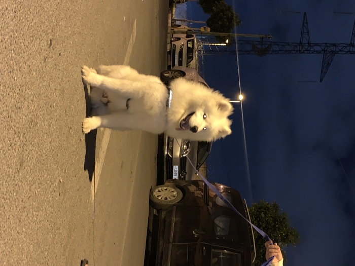 Samoyed