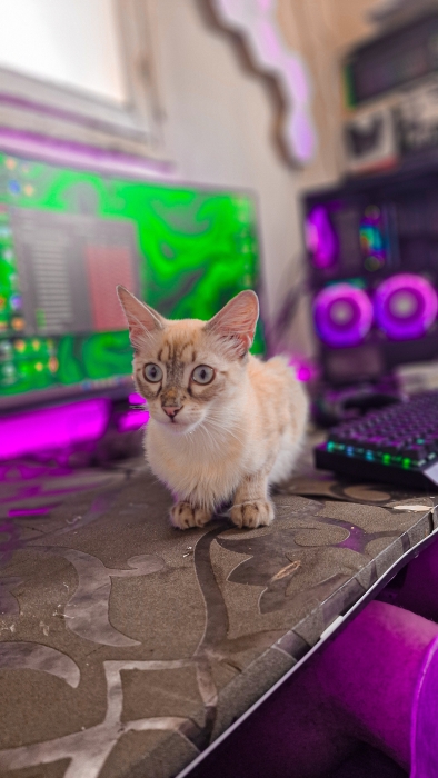 Chatte siamois à adopter