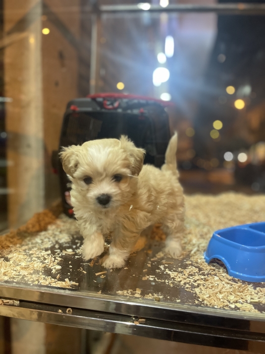Bichon havanais