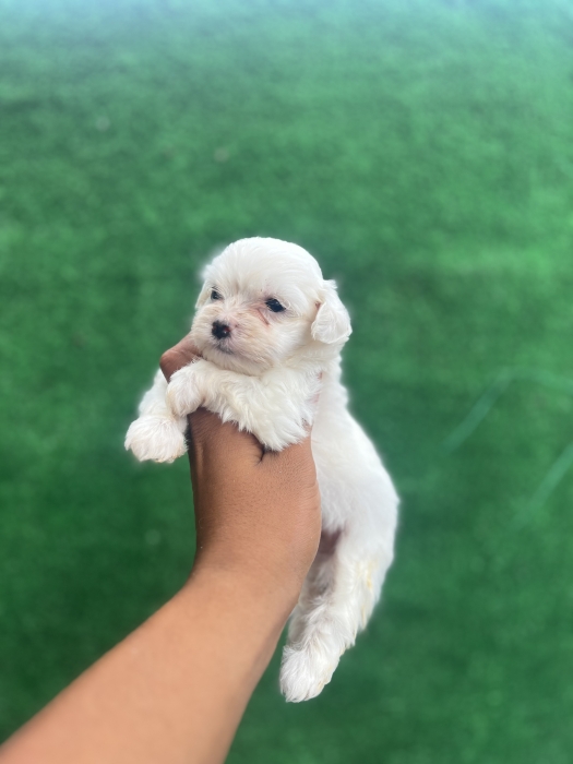 Bichon Maltais
