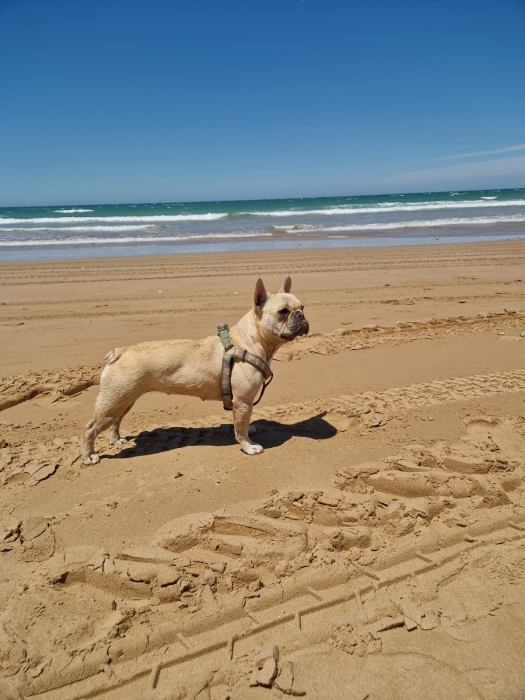 Bulldog français