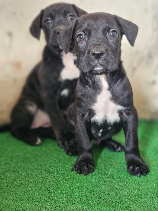 Canecorso