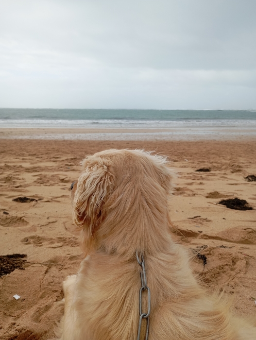 Golden retriever